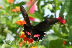 Ruby-spotted swallowtail, dorsal.jpg
