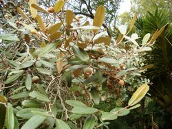 Sarcolaena oblongifolia 1.JPG