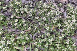 Scurvy-grass - geograph.org.uk - 730339.jpg