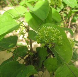 Smilax herbacea Tennessee.jpg