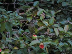 Spotted catbird eating fruit in Queenland.jpg