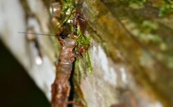 Stick Insect (Neoclides sp.) captured by scorpion (23414542471).jpg