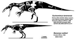 Bones which were found against a background of the animal's body, drawn to scale
