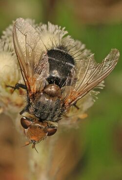 Tachinid - Gonia sagax, Meadowood Farm SRMA, Mason Neck, Virginia.jpg