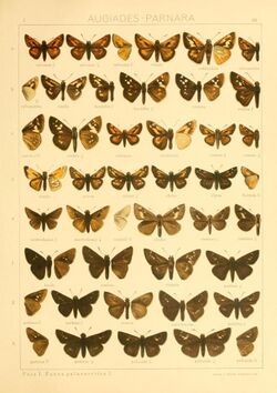 The Macrolepidoptera of the world (Taf. 88) (8145275663).jpg