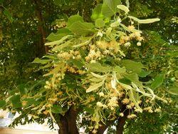 Tilia platyphyllos 02.JPG