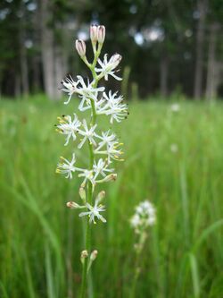 Triantha racemosa.jpg