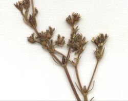 Valerianella dentata Herbar1.jpg