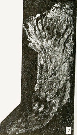 Walcottophycus gyges as Bosworthia gyges Walcott 1919.jpg