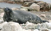 Weddell Seal (js)1 (cropped).jpg