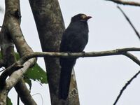 White-fronted Nunbird RWD.jpg