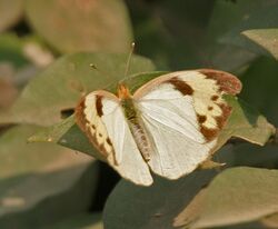 White Orange Tip (Ixias marianne)- Female I IMG 1135.jpg