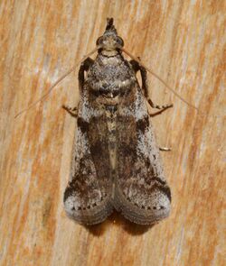 - 5949 – Laetilia coccidivora – Scale-feeding Snout Moth (44691816612).jpg