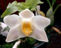 A and B Larsen orchids - Chysis bractescens DSCN1133.JPG