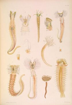 A monograph of the British marine annelids 1922 Plate CXII.jpg