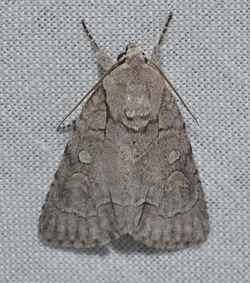 Acronicta radcliffei - Radcliffe's Dagger Moth (14935764439).jpg
