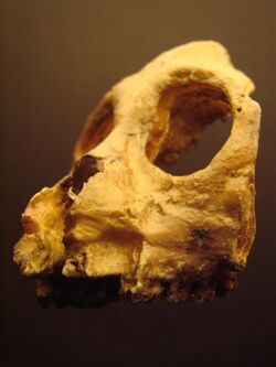 Aegyptopithecus face (University of Zurich)-2.JPG