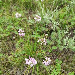 Allium bidentatum 89548864.jpg