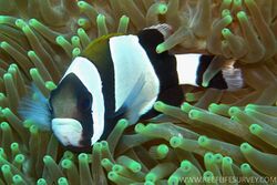 Amphiprion latezonatus, Norfolk.jpg