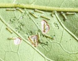 Ant-heap White larvae v young 27 06 2010.JPG