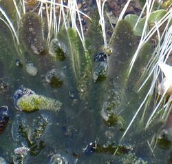 Batophora oerstedii cropped.jpg