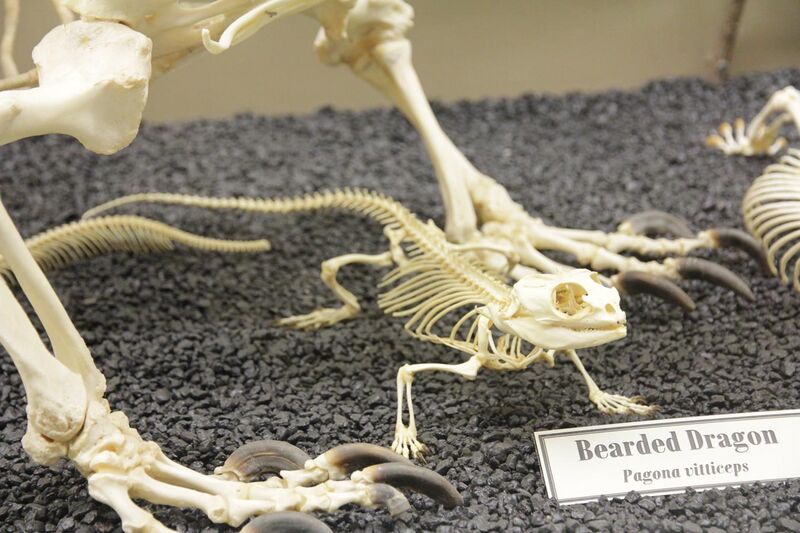 File:Bearded Dragon Skeleton.jpg