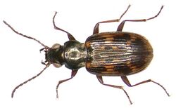 Bembidion varium (Olivier, 1795) (4075709070).jpg