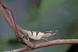 Blue-nosed chameleon (Calumma linotum) male Montagne d’Ambre.jpg