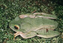 Boophis albilabris01.jpg