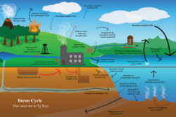 Boron cycle.png