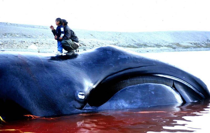 File:Bowhead Whale 2002-08-10.jpg