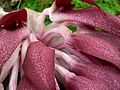 Bulbophyllum fletcherianum, Pengo.jpg
