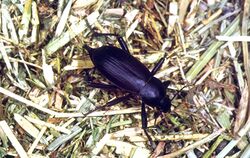 CSIRO ScienceImage 2456 Egyptian beetle.jpg