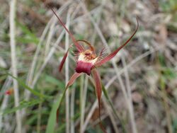 Caladenia ferruginea (2).jpg