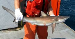 Carcharhinus obscurus noaa.jpg