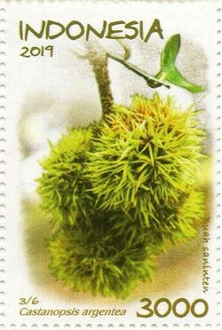 Castanopsis argentea 2019 stamp of Indonesia.jpg