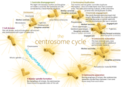 Centrosome Cycle.svg