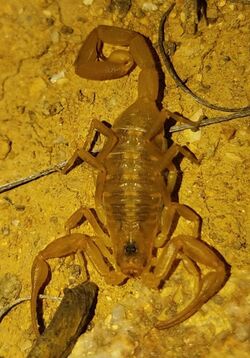 Centruroides exilicauda 32446450 (cropped).jpg