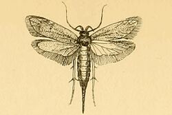 Ceuthomadarus tenebrionellus1.jpg