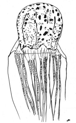 illustration of "Chirodectes maculatus"