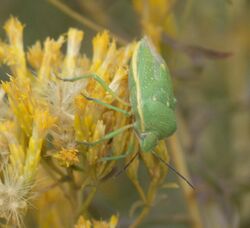 Chlorochroa uhleri P1500955a.jpg