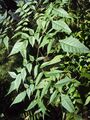 Chukrasia tabularis leaves.jpg