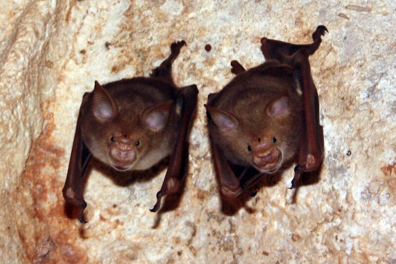 File:Commerson's leaf-nosed bats hipposideros commersoni.jpg