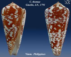 Conus thomae 1.jpg