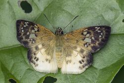 Cream flat (Eagris denuba denuba).jpg