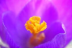 Crocus macro crop.jpg