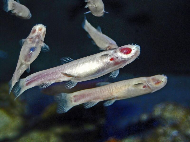 File:Cyprinidae - Phreatichthys andruzzii.JPG