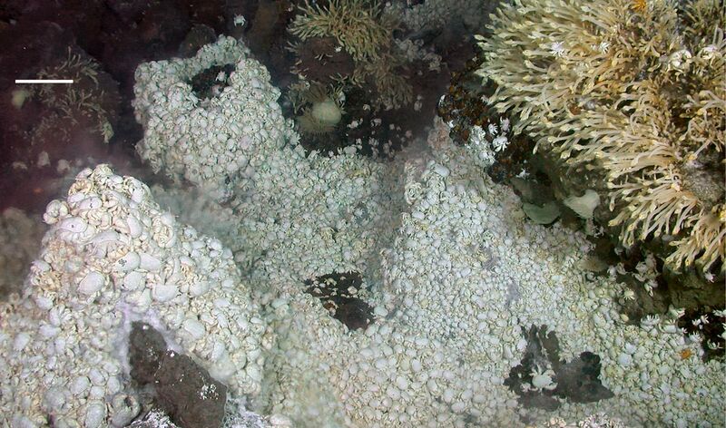 File:Dense mass of anomuran crab Kiwa around deep-sea hydrothermal vent.jpg