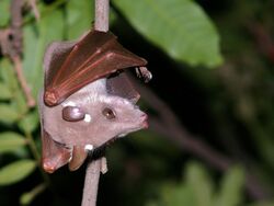 Epauletted Fruit Bat (Epomophorus wahlbergi or crypturus) (6042096470).jpg
