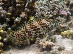 Epinephelus merra Réunion.jpg